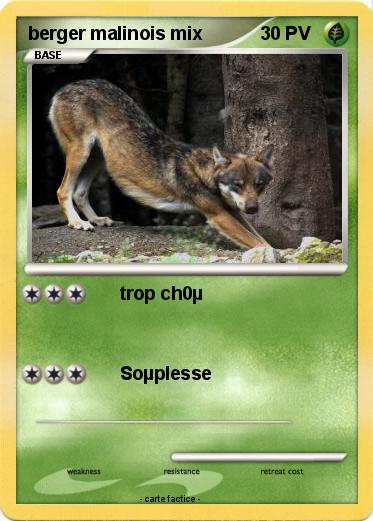 Pokemon berger malinois mix