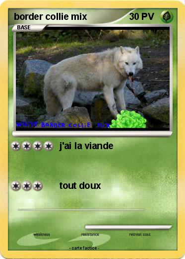 Pokemon border collie mix