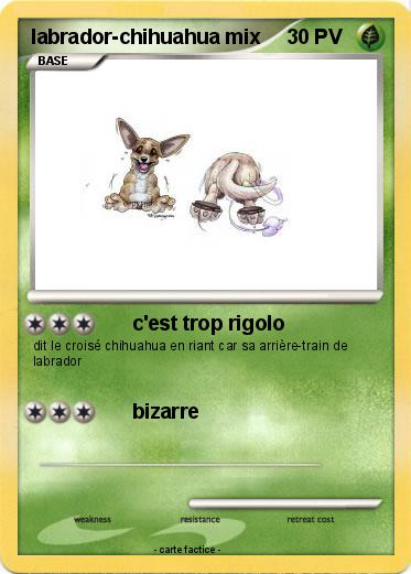 Pokemon labrador-chihuahua mix