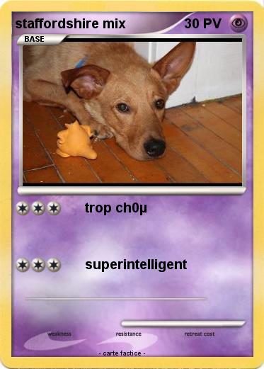 Pokemon staffordshire mix