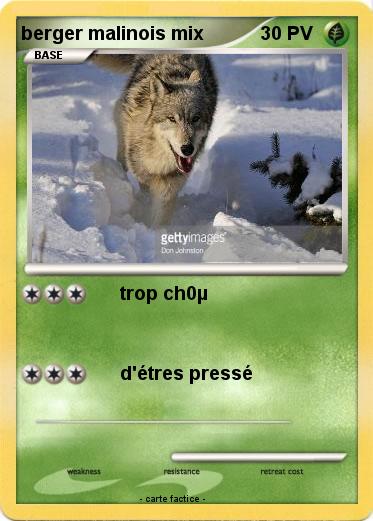 Pokemon berger malinois mix