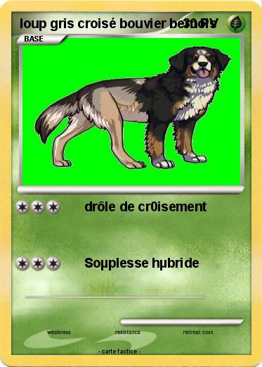 Pokemon loup gris croisé bouvier bernois