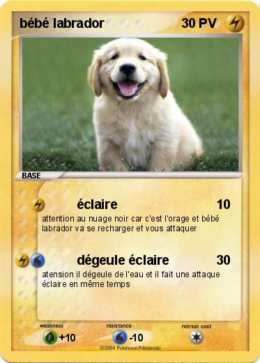 Pokemon bébé labrador