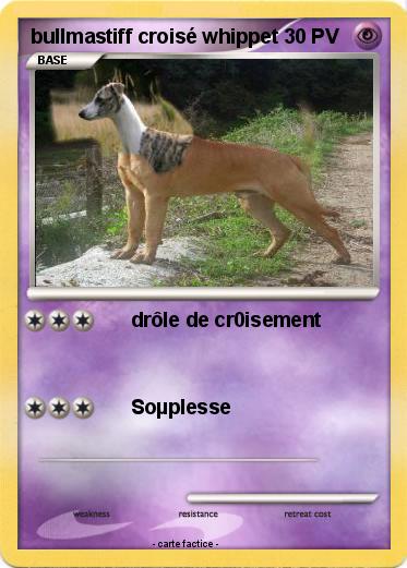 Pokemon bullmastiff croisé whippet