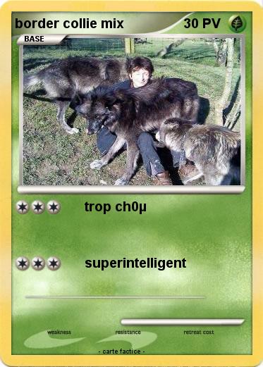 Pokemon border collie mix