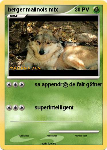 Pokemon berger malinois mix
