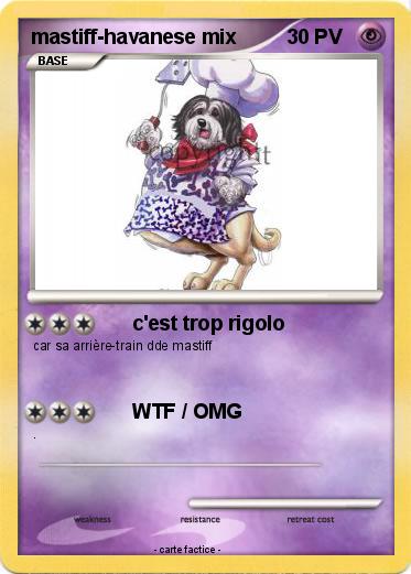 Pokemon mastiff-havanese mix