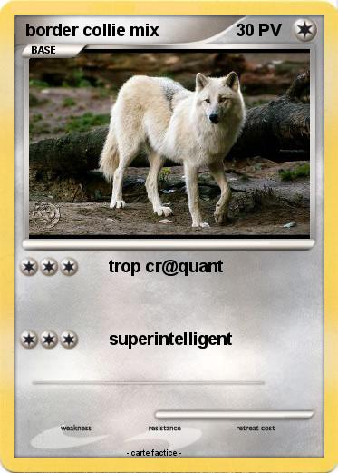 Pokemon border collie mix