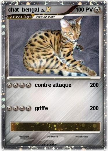 Pokemon chat  bengal