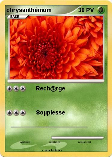 Pokemon chrysanthémum