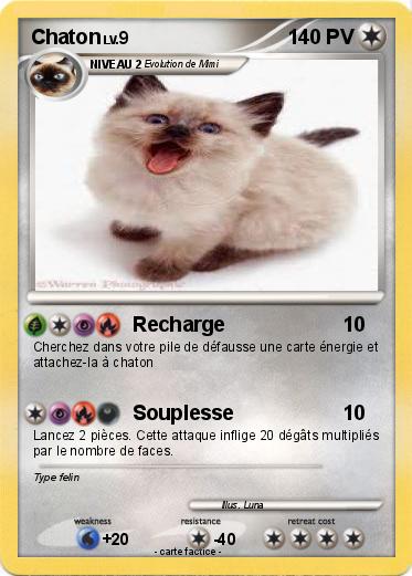 Pokemon Chaton