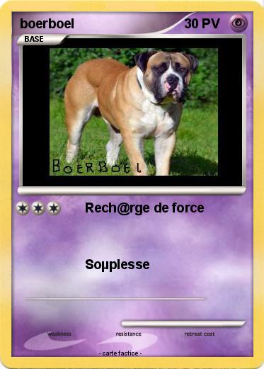 Pokemon boerboel