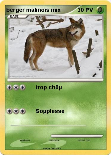 Pokemon berger malinois mix