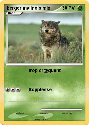 Pokemon berger malinois mix