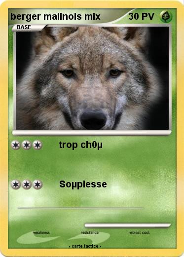 Pokemon berger malinois mix