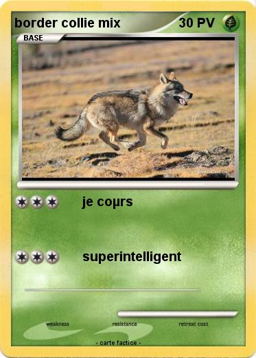 Pokemon border collie mix