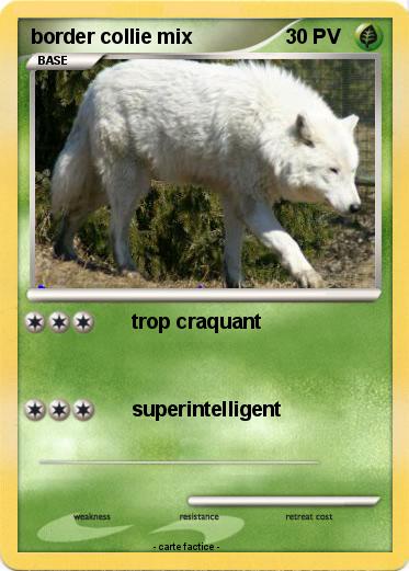 Pokemon border collie mix