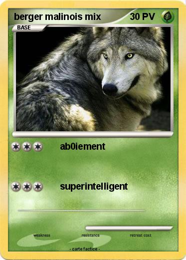 Pokemon berger malinois mix