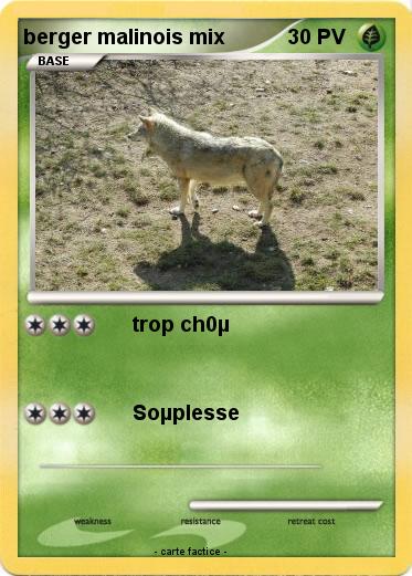 Pokemon berger malinois mix