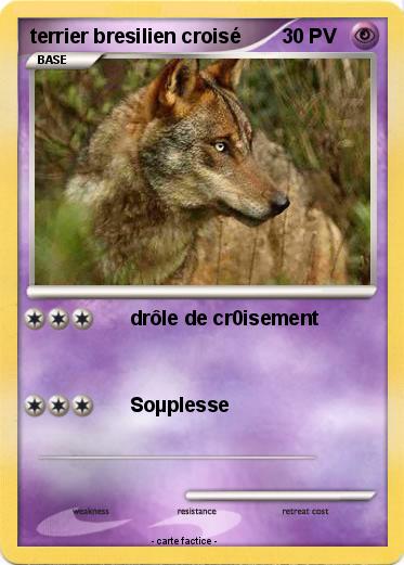 Pokemon terrier bresilien croisé