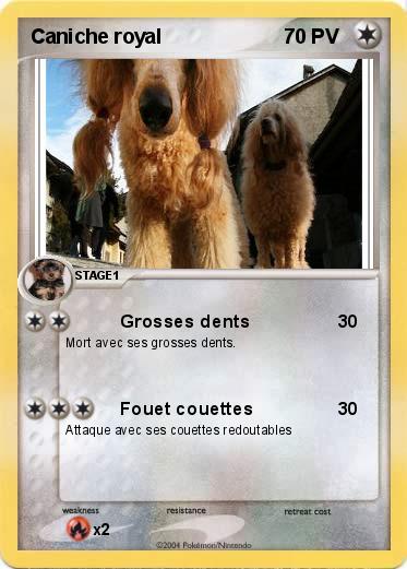 Pokemon Caniche royal