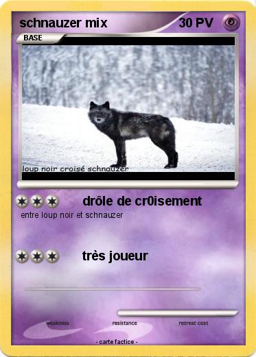 Pokemon schnauzer mix