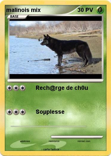 Pokemon malinois mix