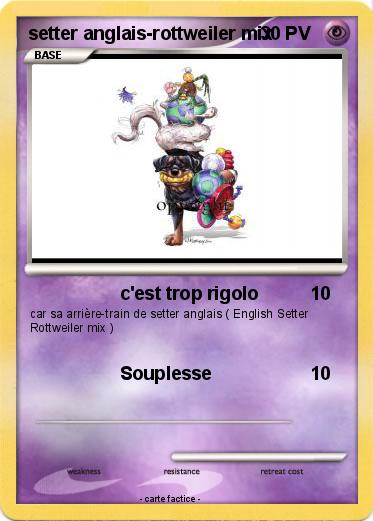 Pokemon setter anglais-rottweiler mix