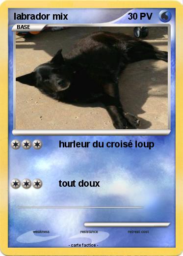 Pokemon labrador mix