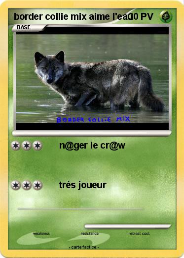Pokemon border collie mix aime l'eau