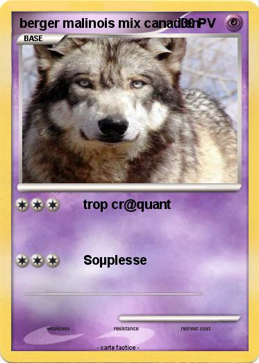 Pokemon berger malinois mix canadien