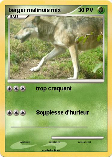 Pokemon berger malinois mix