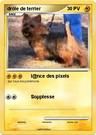 Pokemon drôle de terrier