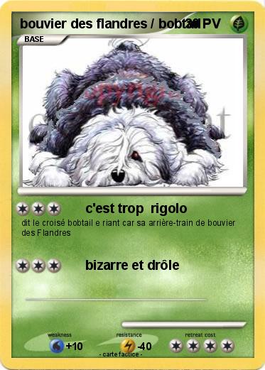 Pokemon bouvier des flandres / bobtail