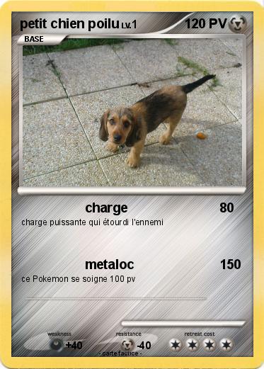 Pokemon petit chien poilu