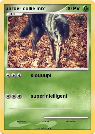 Pokemon border collie mix