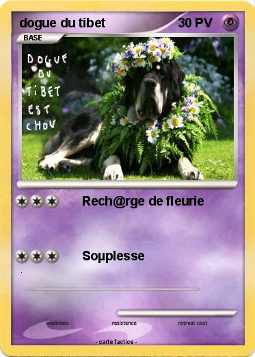 Pokemon dogue du tibet