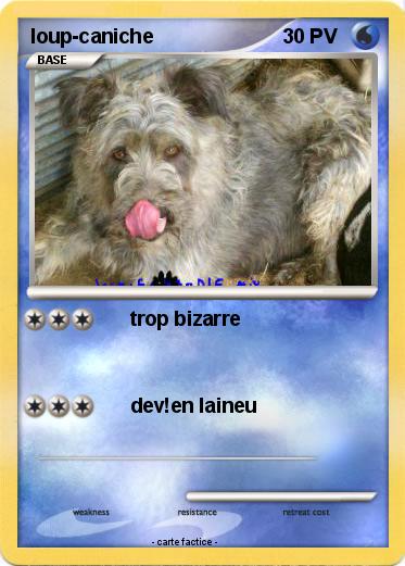 Pokemon loup-caniche