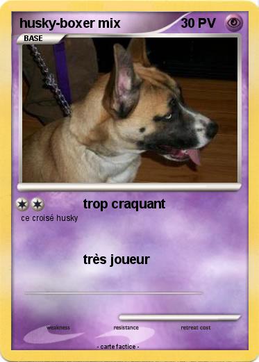 Pokemon husky-boxer mix