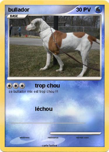 Pokemon bullador