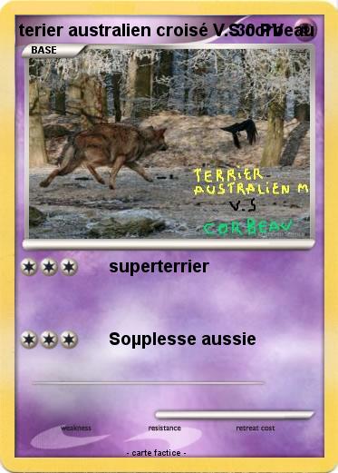 Pokemon terier australien croisé V.S corbeau