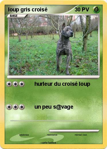 Pokemon loup gris croisé
