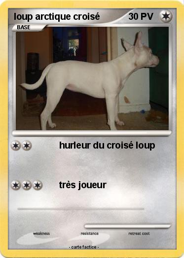 Pokemon loup arctique croisé