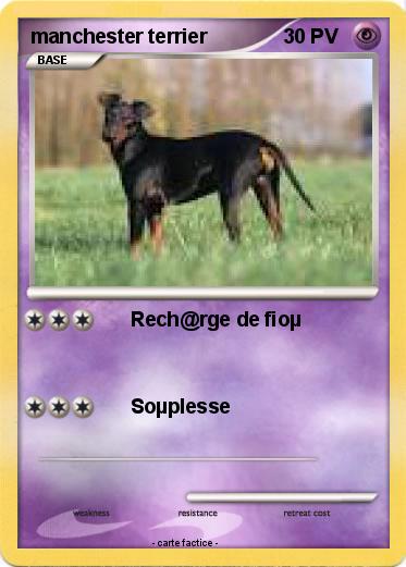 Pokemon manchester terrier