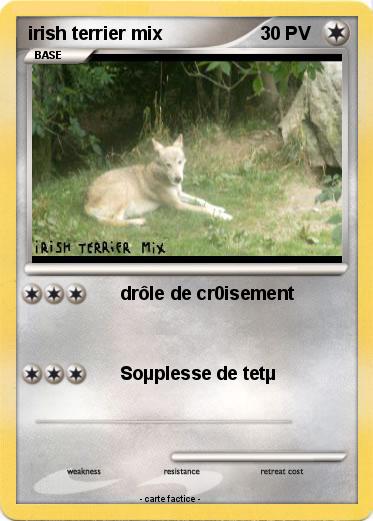 Pokemon irish terrier mix