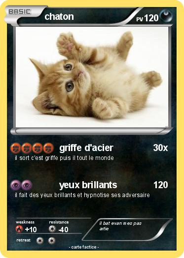 Pokemon chaton