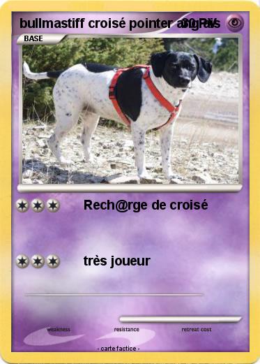 Pokemon bullmastiff croisé pointer anglais