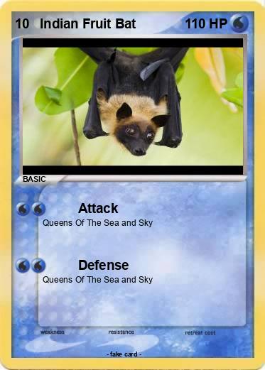 Pokemon 10   Indian Fruit Bat