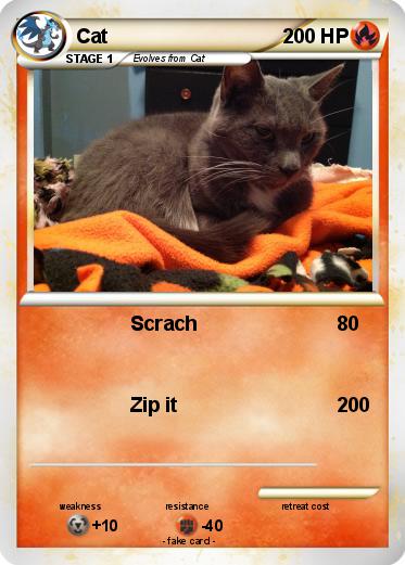 Pokemon Cat