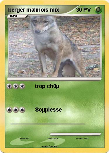 Pokemon berger malinois mix